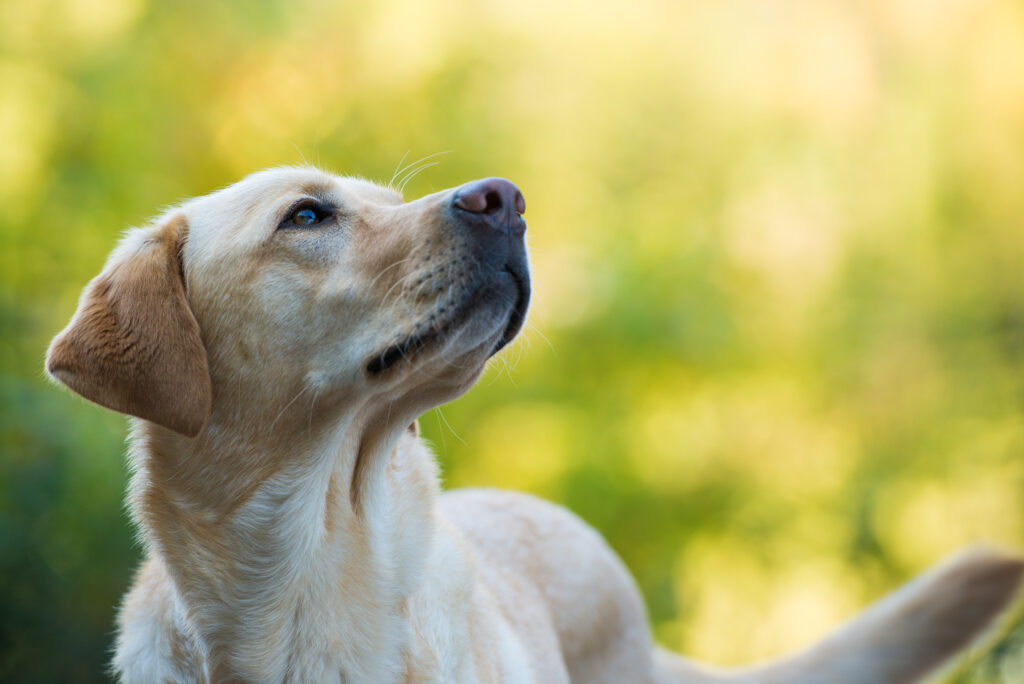 供血犬とは？ 〜いのちをつなぐ、静かなるヒーローたち〜