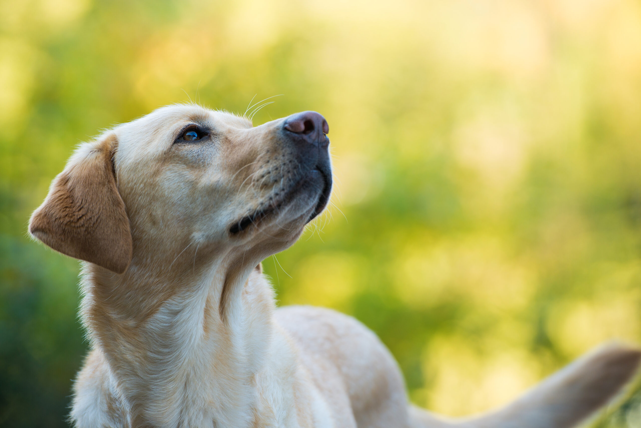 供血犬とは？ 〜いのちをつなぐ、静かなるヒーローたち〜