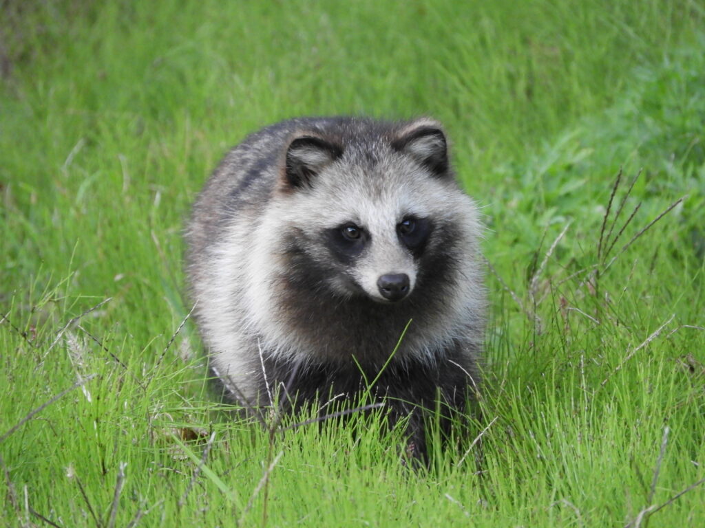 ラスカルで勘違い？ 実はアライグマじゃなくてタヌキかも！