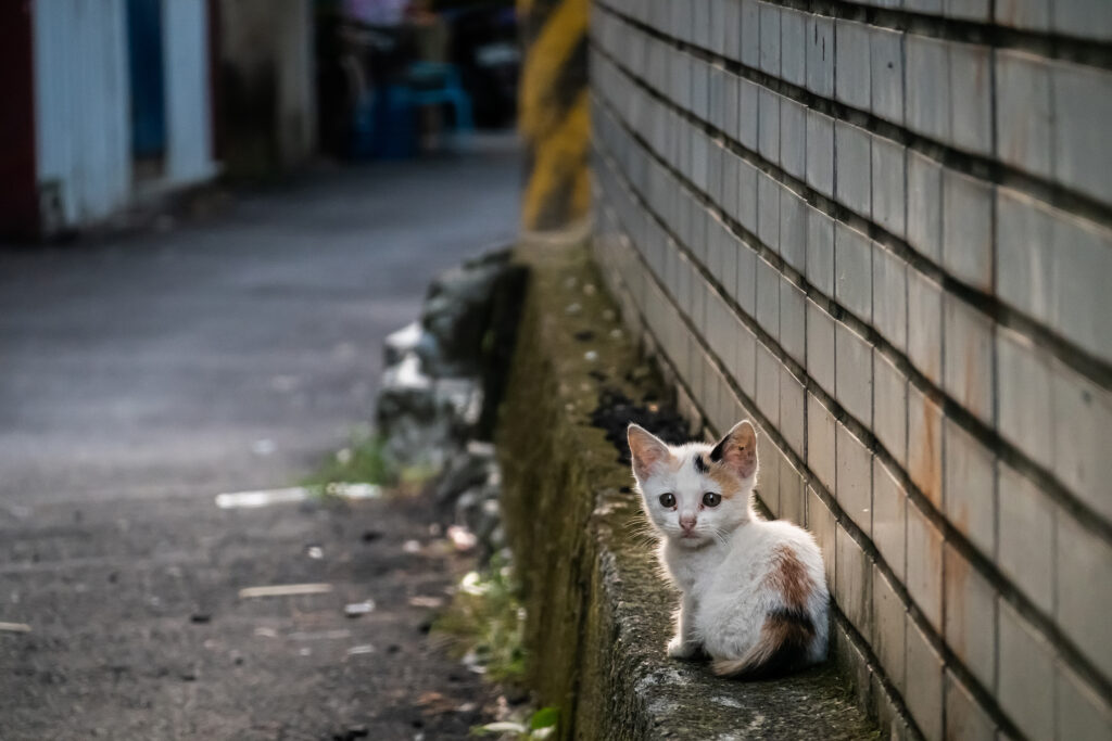 TNRのすべて—野良猫との共生を考える