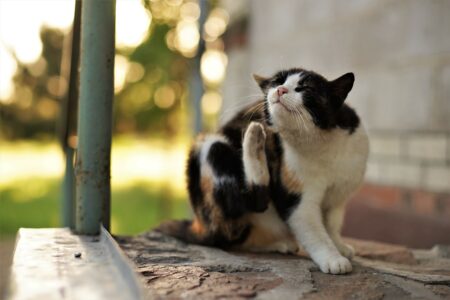 猫の侵入を防ぐ完全ガイド：科学的根拠に基づく効果的な対策