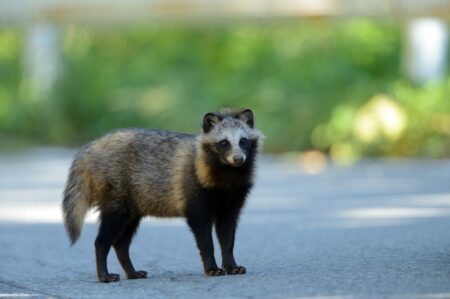 タヌキの福祉と飼育環境の最適化 ー 管理と暮らしやすさのバランスを考える